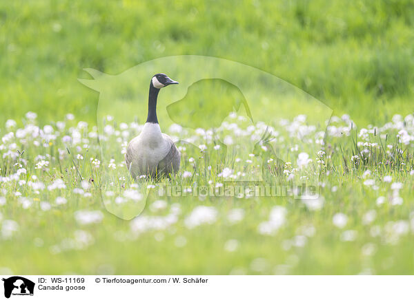 Kanadagans / Canada goose / WS-11169
