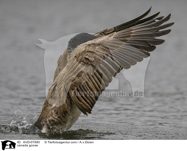 Kanadagans / canada goose / AVD-07990