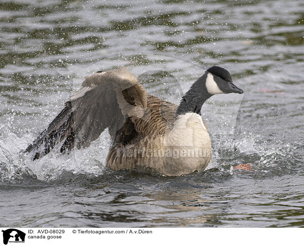Kanadagans / canada goose / AVD-08029