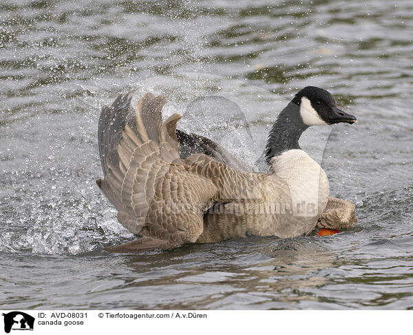 Kanadagans / canada goose / AVD-08031