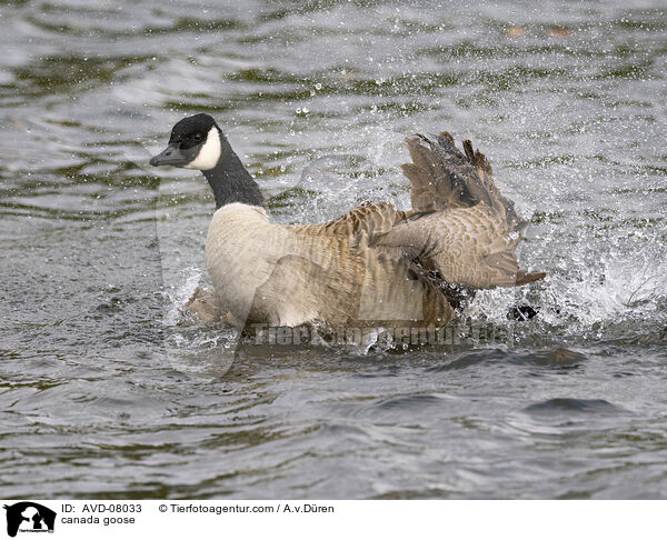 Kanadagans / canada goose / AVD-08033