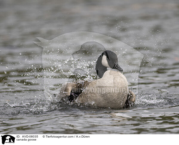 Kanadagans / canada goose / AVD-08035