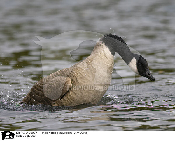 Kanadagans / canada goose / AVD-08037