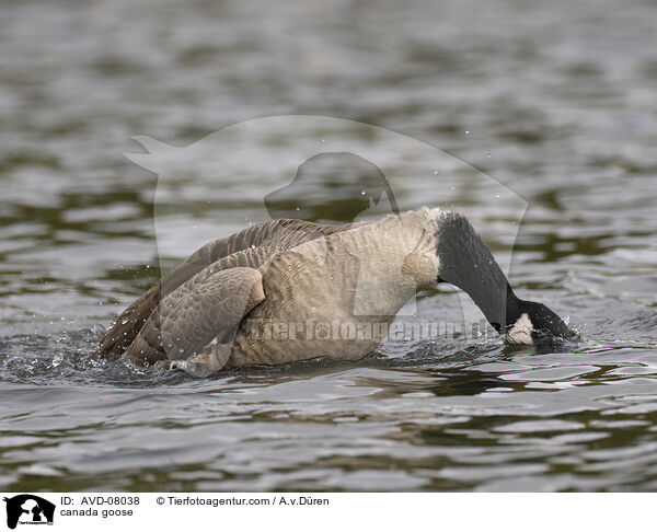 Kanadagans / canada goose / AVD-08038