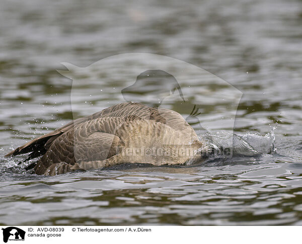 Kanadagans / canada goose / AVD-08039