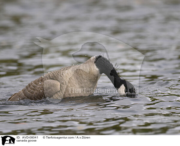Kanadagans / canada goose / AVD-08041