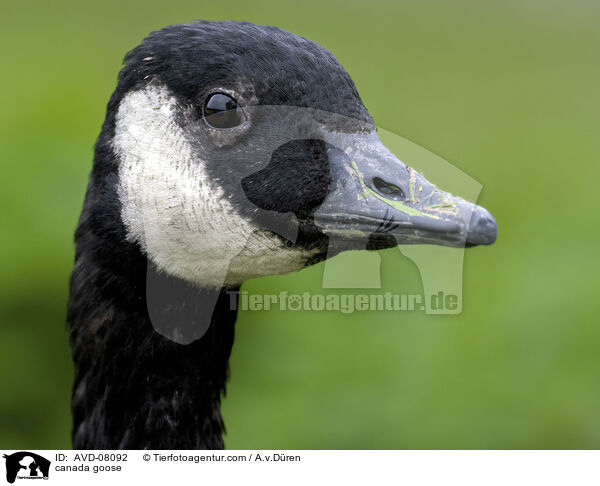 Kanadagans / canada goose / AVD-08092