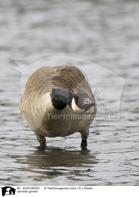 Kanadagans / canada goose / AVD-08093