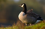 canada goose