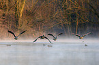 canada geese