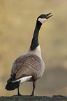Canada goose
