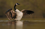 Canada goose
