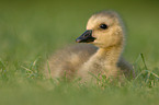 young Canada goose