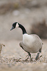 Canada goose