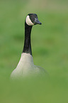 Canada goose