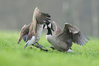 Canada geese