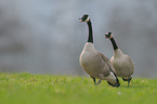Canada geese