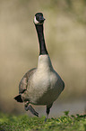 Canada goose