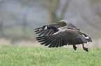 Canada goose
