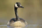 Canada goose