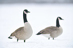 Canada geese
