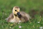 young Canada goose