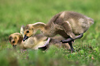 young Canada geese