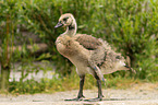 Canada goose