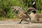 Canada geese