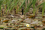 Canada goose