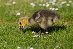 Canada goose