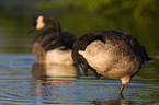 Canada geese