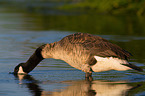 Canada goose