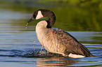 Canada goose