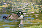 Canada goose