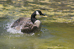 Canada goose
