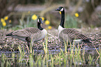 Canada geese