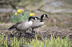 Canada geese