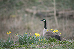 Canada goose