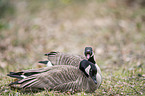 Canada geese