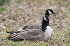 Canada geese