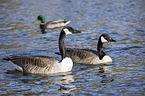 Canada geese