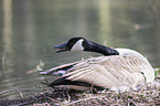 Canada goose