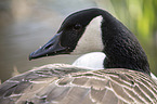 Canada goose