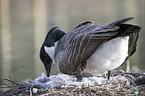Canada goose