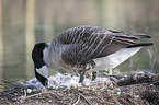 Canada goose