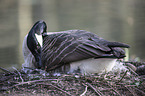 Canada goose