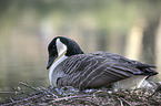 Canada goose