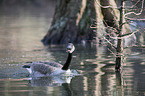 Canada goose