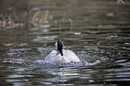 Canada goose